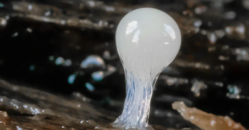Slime selber machen ohne Kleber: 3 Zutaten aus der Küche