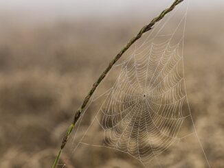 entdecken sie, wie feinmotorik die entwicklung von kindern unterstützt. tipps, übungen und informationen zur förderung feinmotorischer fähigkeiten bei kindern und erwachsenen.